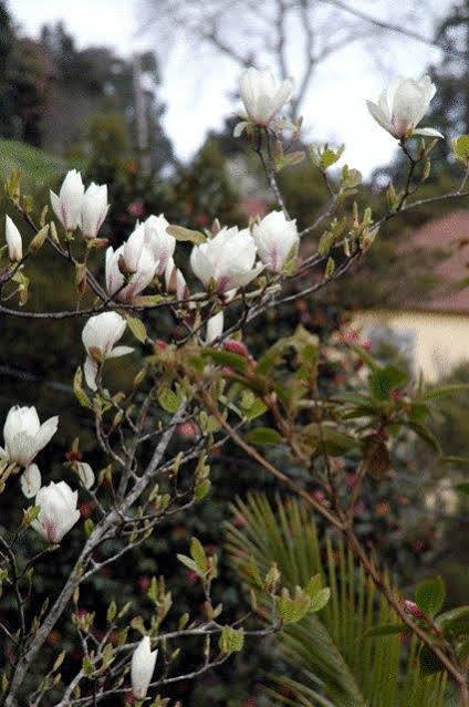Quinta Da Portada Branca Ξενοδοχείο Camacha  Εξωτερικό φωτογραφία